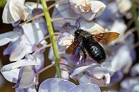 Apidae, bees, blue wood bee, large wood bee, hymenoptera, violet-winged wood bee, xylocopa violacea, insects, insects, violet carpenter bee [IBR125173417]