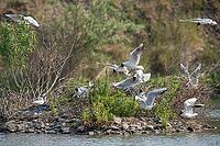 Black-headed gull, Chroicocephalus ridibundus, black-headed gull, Larus ridibundus, birds, breed, brood, breeding colony, charadriiformes, flying, flight, gulls, colony, limicols, seagulls, birds [IBR125173418]