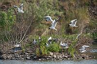 Black-headed gull, Chroicocephalus ridibundus, black-headed gull, Larus ridibundus, birds, breed, brood, breeding colony, charadriiformes, flying, flight, gulls, colony, limicols, seagulls, birds [IBR125173419]