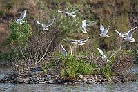 Black-headed gull, Chroicocephalus ridibundus, black-headed gull, Larus ridibundus, birds, breed, brood, breeding colony, charadriiformes, flying, flight, gulls, colony, limicols, seagulls, birds [IBR125173420]