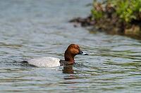 Aythya Ferina, Pochard, Table Duck, Anatidae, Birds, Ducks, Ducks, Duckbirds, Male, Birds, Waterbirds [IBR125173421]