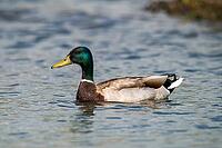 Anas platyrhynchos, mallard, mallard, anatidae, birds, ducks, ducks, ducks, male, birds, waterbirds, waterbirds [IBR125173422]