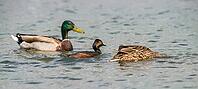 Anas platyrhynchos, black-necked grebe, mallard, podiceps nigricollis, black-necked grebe, mallard, anatidae, birds, ducks, ducks, ducks, grebes, podicipedidae, divers, birds, waterbirds, waterbirds [IBR125173423]
