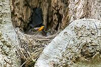 Blackbird, Turdus Merula, Birds, Breed, Brut, Female, Nest, Passeri, Songbirds, Birds, Female [IBR125173424]