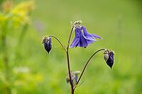 Columbine, aquilegia vulgaris, European columbine, common columbine, common columbine, buttercup family, ranunculaceae, common columbine, flora, granny's bonnet, granny's nightcap, plants [IBR125173425]