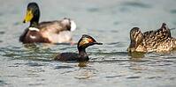 Anas platyrhynchos, black-necked grebe, mallard, podiceps nigricollis, black-necked grebe, mallard, anatidae, birds, ducks, ducks, ducks, grebes, podicipedidae, divers, birds, waterbirds, waterbirds [IBR125173426]