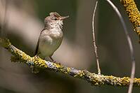 Acrocephalus palustris, marsh warbler, birds, passeri, songbirds, songbirds, birds, warblers [IBR125173427]