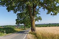 Narrow country road with large trees and fields, quiet village scenery on a sunny day, Billerbeck, North Rhine-Westphalia, Germany [IBR125173443]