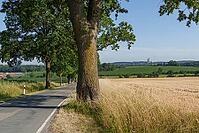 Tree-lined road next to a wide wheat field with a view of a village church in the distance, Billerbeck, North Rhine-Westphalia, Germany [IBR125173444]