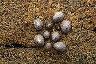 Whelks (Patellidae) on rocks, Cot Valley Beach, Porth Nanven, also known as Dinosaur Egg Beach, coast, St Just in Penwith, Cornwall, England, Great Britain, United Kingdom [IBR125177964]