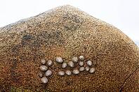Whelks (Patellidae) on rocks, Cot Valley Beach, Porth Nanven, also known as Dinosaur Egg Beach, coast, St Just in Penwith, Cornwall, England, Great Britain, United Kingdom [IBR125177966]