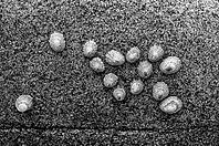 Whelks (Patellidae) on rocks, Cot Valley Beach, Porth Nanven, also known as Dinosaur Egg Beach, coast, St Just in Penwith, Cornwall, England, Great Britain, United Kingdom [IBR125177977]
