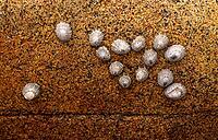 Whelks (Patellidae) on rocks, Cot Valley Beach, Porth Nanven, also known as Dinosaur Egg Beach, coast, St Just in Penwith, Cornwall, England, Great Britain, United Kingdom [IBR125177986]