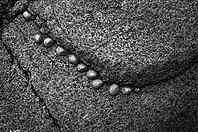 Whelks (Patellidae) on rocks, forming a chain, Cot Valley Beach, Porth Nanven, also known as Dinosaur Egg Beach, coast, St Just in Penwith, Cornwall, England, Great Britain, United Kingdom [IBR125177996]