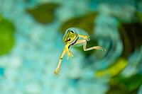 Green tree frog swimming on water surface, stretching one leg, yellow leaves in background, natural daylight. Puerto Viejo, Limon, Costa Rica [IBR125177997]