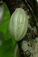 Green cacao pods (Theobroma cacao) growing directly on a mossy tree trunk in the tropical rainforest. Puerto Viejo, Limón, Costa Rica [IBR125177998]