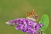Silver-washed Fritillary (Argynnis paphia) butterfly Feeding on Purple Buddleia Flower with Soft Green Background [IBR125178000]