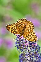 Silver-washed Fritillary (Argynnis paphia) butterfly Feeding on Purple Buddleia Flower with Soft Green Background [IBR125178001]
