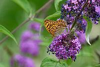 Silver-washed Fritillary (Argynnis paphia) butterfly Feeding on Purple Buddleia Flower with Soft Green Background [IBR125178002]