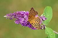 Silver-washed Fritillary (Argynnis paphia) butterfly Feeding on Purple Buddleia Flower with Soft Green Background [IBR125178003]