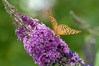 Silver-washed Fritillary (Argynnis paphia) butterfly Feeding on Purple Buddleia Flower with Soft Green Background [IBR125178004]