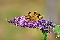 Silver-washed Fritillary (Argynnis paphia) butterfly Feeding on Purple Buddleia Flower with Soft Green Background [IBR125178005]