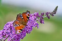 European Peacock (Aglais io) Butterfly Feeding on Purple Buddleia Flower [IBR125178006]