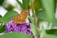Silver-washed Fritillary (Argynnis paphia) butterfly Feeding on Purple Buddleia Flower with Soft Green Background [IBR125178007]