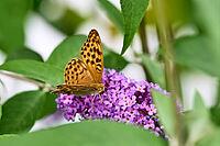 Silver-washed Fritillary (Argynnis paphia) butterfly Feeding on Purple Buddleia Flower with Soft Green Background [IBR125178008]