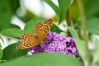 Silver-washed Fritillary (Argynnis paphia) butterfly Feeding on Purple Buddleia Flower with Soft Green Background [IBR125178009]