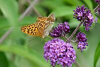 Silver-washed Fritillary (Argynnis paphia) butterfly Feeding on Purple Buddleia Flower with Soft Green Background [IBR125178010]