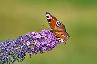 European Peacock (Aglais io) Butterfly Feeding on Purple Buddleia Flower [IBR125178012]