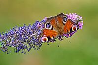 European Peacock (Aglais io) Butterfly Feeding on Purple Buddleia Flower [IBR125178013]