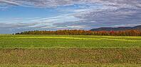 Field with field mustard in front of a small deciduous forest in autumn [IBR125180300]