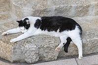 Hangover lies relaxed on the front door steps in high heat [IBR125180302]