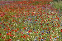 Cornflowers, poppies and daisies in a meadow in spring [IBR125180303]