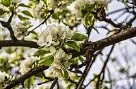 Blossoms of a grafted pear tree [IBR125180308]