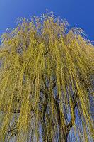 The mighty crown of a weeping willow with young pale yellow leaves [IBR125180311]