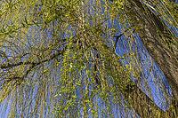 View of the branches of a weeping willow with young light green and yellow leaves [IBR125180313]