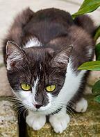 Cat sits tense in wait for prey [IBR125180316]