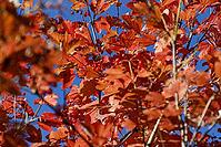 Real snowball in autumn colors [IBR125180319]