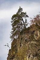Bizarre rocks at the Steinach Gorge with extreme tree growth [IBR125180320]
