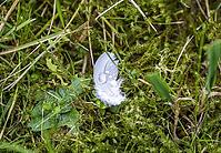 Feather in wet grass [IBR125180323]