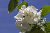 Common pipe bush with shaggy bee beetle [IBR125180325]