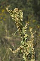 Blooming sorrel [IBR125180326]