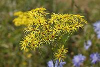 Jacobs-Ragwort inflorescence [IBR125180329]