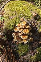 Stick sponge on mossy tree stump [IBR125180332]