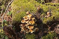 Sponge stick on old tree stump [IBR125180333]