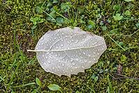 Fallen beech leaf with morning dew [IBR125180334]