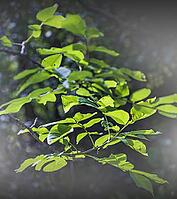 Green leaves in autumn morning fog [IBR125180335]